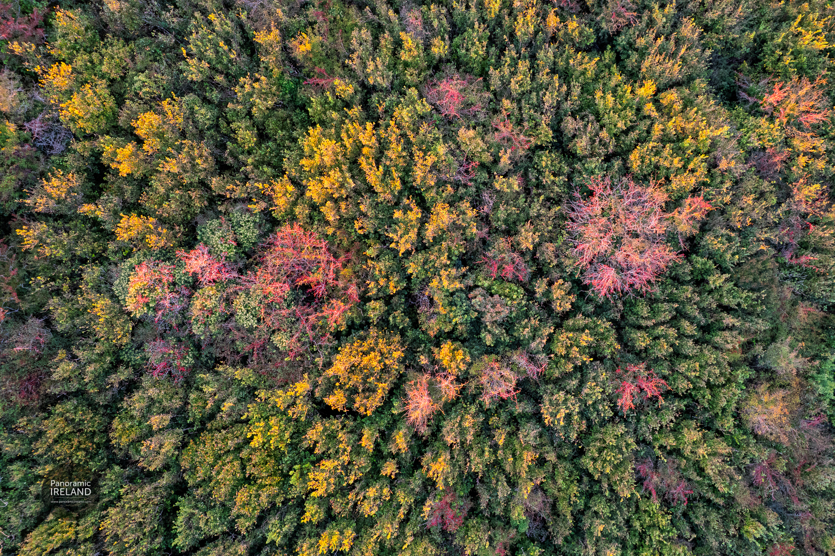 Colour of an Irish woodland overhead in autumn