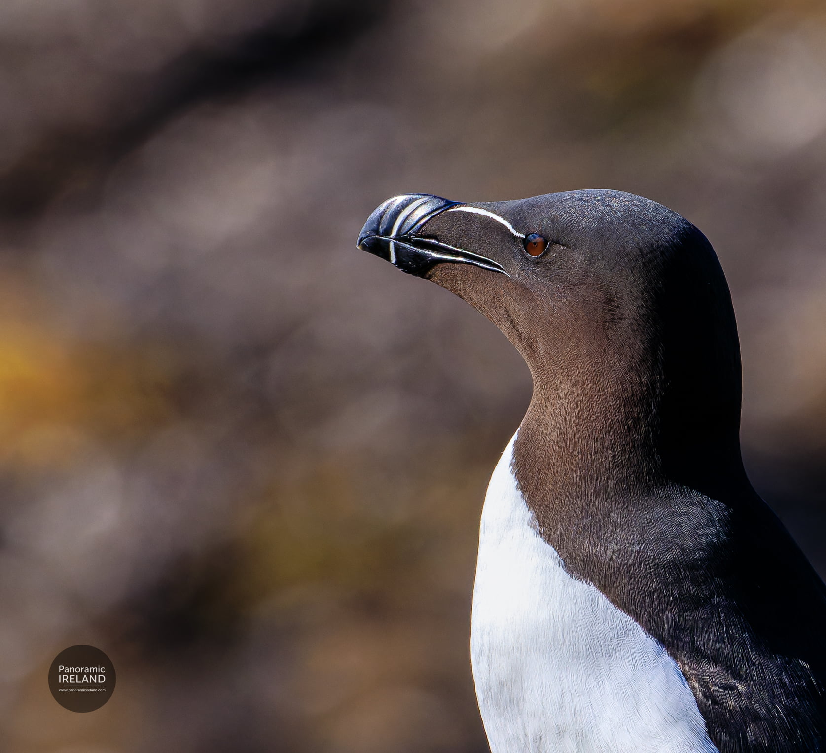 Razorbill, a distinctive black and white seabird with cross-shaped lines on its head is known as Crosán in Irish.