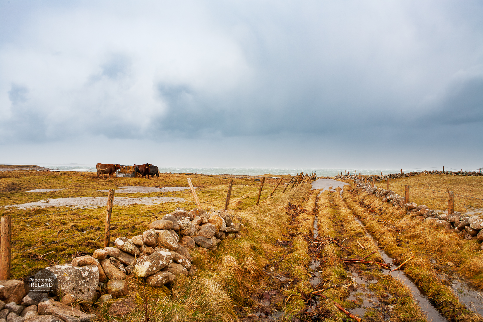 Green Road to the Atlantic, Ireland's Edge - A scenic, grassy lane flanked by stone walls and fences leads to the stormy Atlantic Ocean