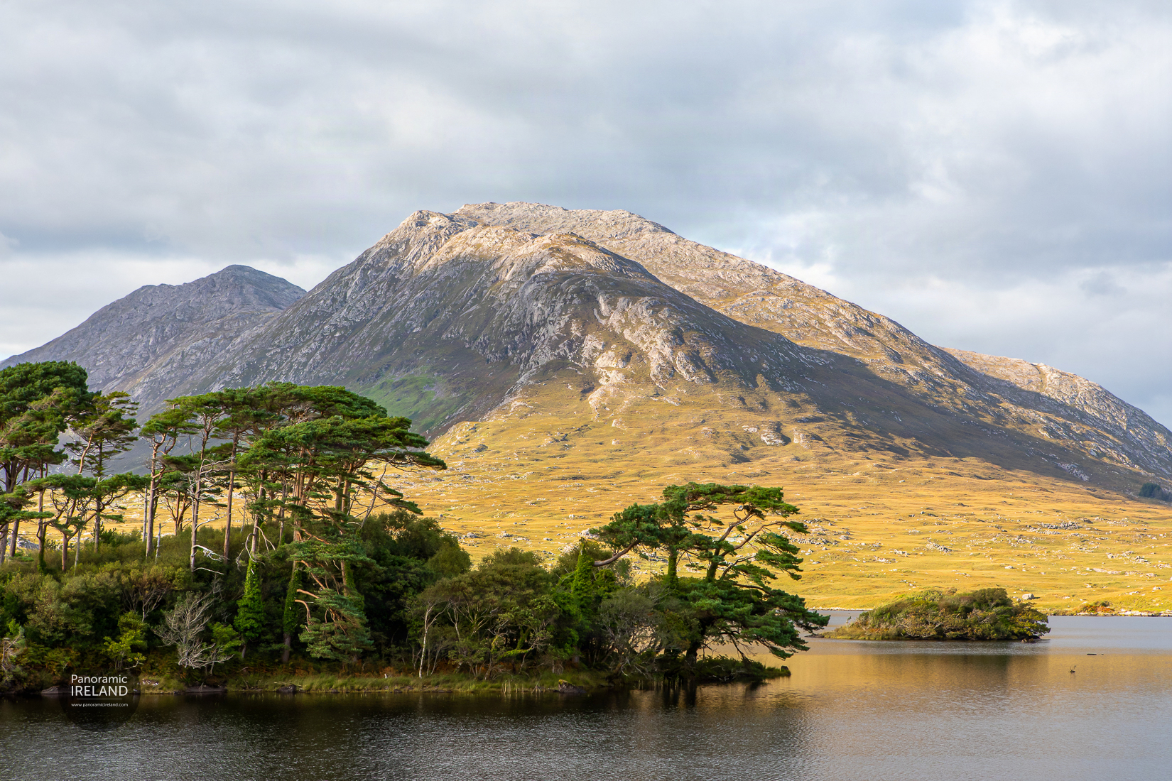 Pine island in Connemara