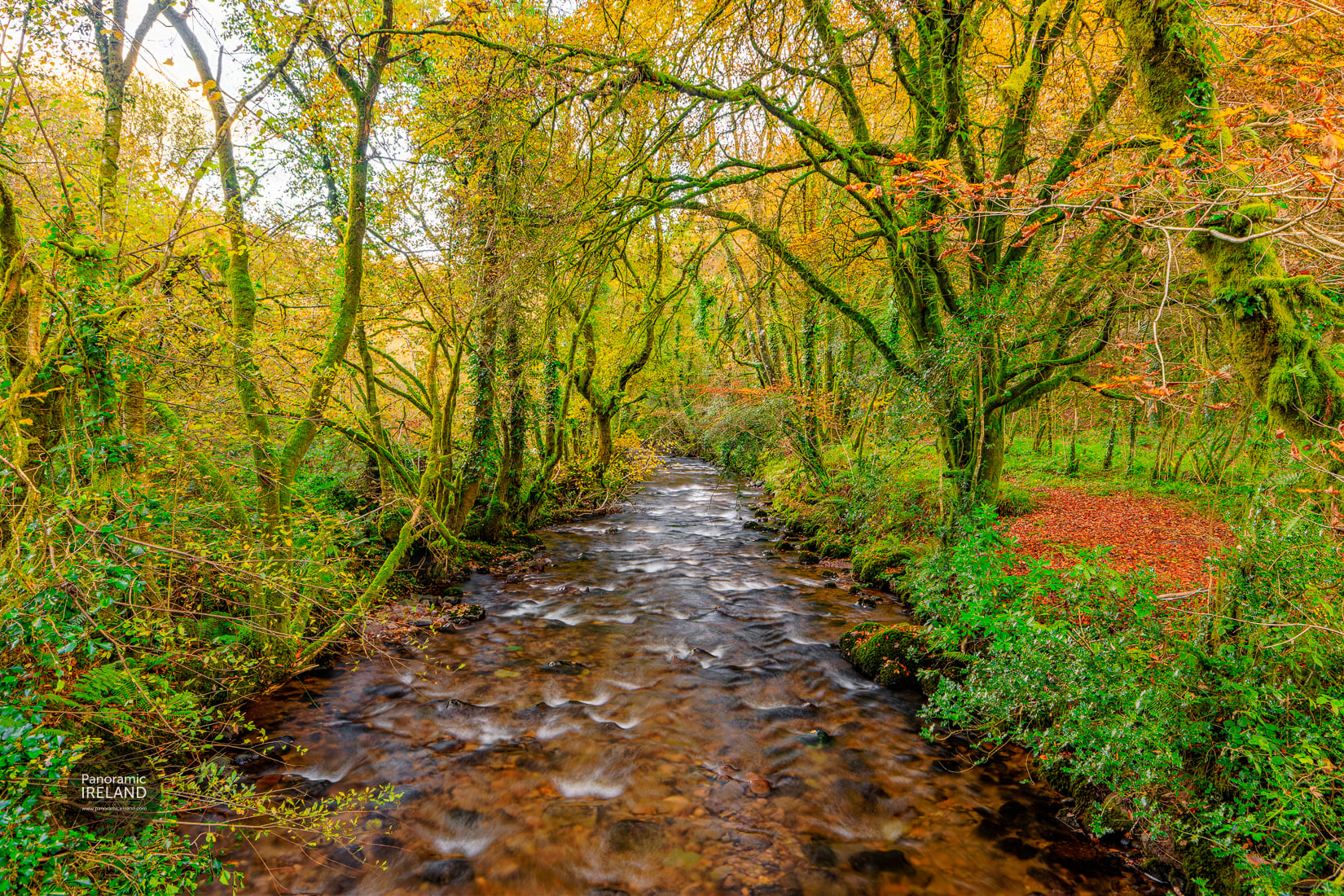A small river running through an Irish woodland in autumn, mossy branches overhead and yellow, orange and red leaves along the banks.