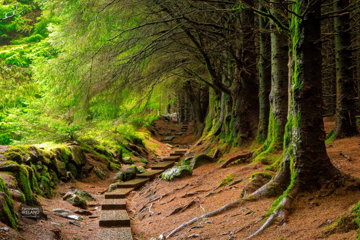 Ballinastoe Woods Boardwalk County Wicklow Photography Walks And 